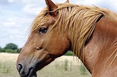 Designs Similar to Suffolk punch #2