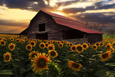 Designs Similar to Sunflower Farm #2