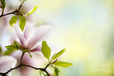 Designs Similar to Magnolia Flowers #3