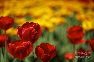 Designs Similar to Red and Yellow Tulips #4