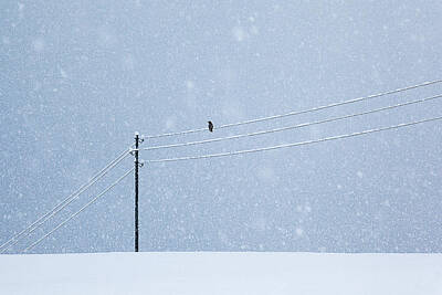 Winter Crows Photos Art Prints