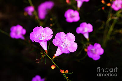 Agalinis Paupercula Art Prints