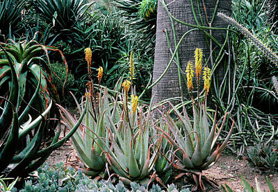 Designs Similar to Aloe Vera.