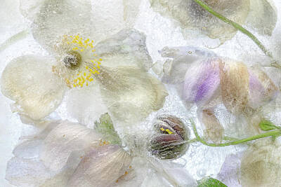 Designs Similar to Anemone Frost by Mandy Disher