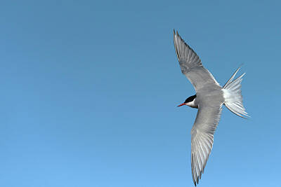 Designs Similar to Arctic Tern by Dr P. Marazzi