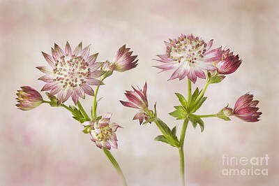 Designs Similar to Astrantia major 'Roma'