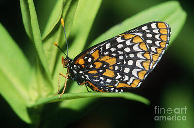 Designs Similar to Baltimore Checkerspot Butterfly