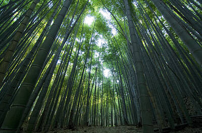 Designs Similar to Bamboo Forest by Aaron Bedell
