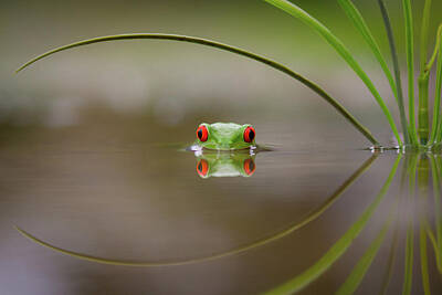 Frog Pond Photos