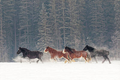 Belgian Draft Horse Photos