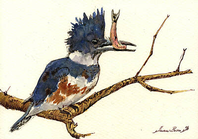 Kingfisher Art Prints