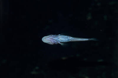 Blind Cave Fish Photos