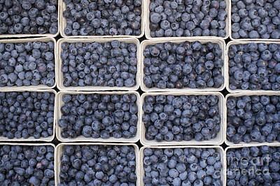 Highbush Blueberry Photos