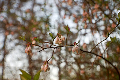  Photograph - Blueberry Blossom by Heather S Huston