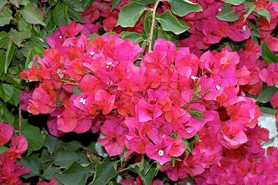 Designs Similar to Bougainvillea 'sylvia Delap'