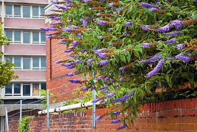 Designs Similar to Buddleia Davidii by Alex Hyde