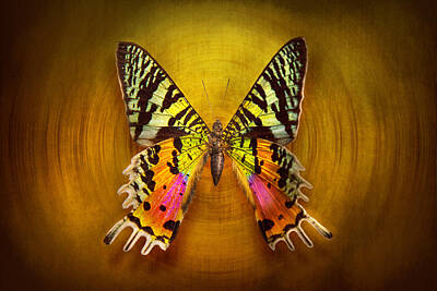 Lepidopterist Art