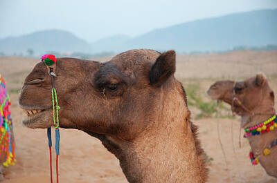 Designs Similar to Close-up Of A Camel, Pushkar
