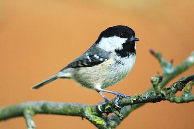 Designs Similar to Coal Tit by Colin Varndell