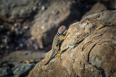 Collard Lizard Climbing on a Rock  Southwestern Wildlife Decor Resin Figurine