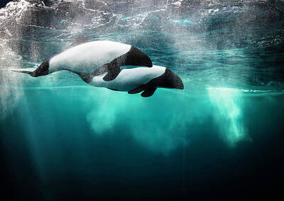 Designs Similar to Commersona???s Dolphin