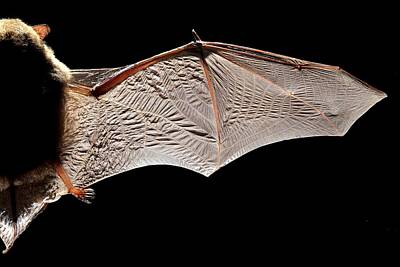 Designs Similar to Common Pipistrelle Bat Wing