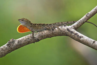 Designs Similar to Cuban Anole by Anthony Mercieca