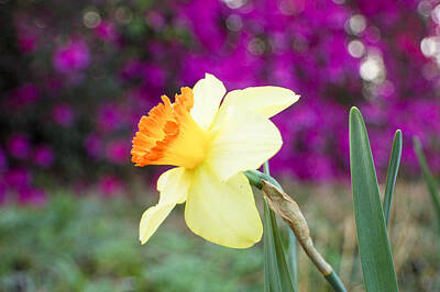  Photograph - Daffodil by Heather S Huston