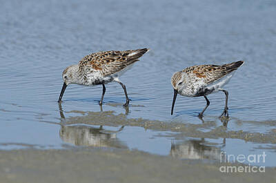 Designs Similar to Dunlins by Anthony Mercieca