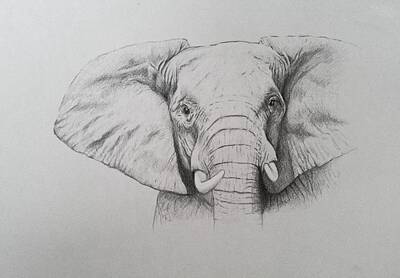 Elephant Drawings