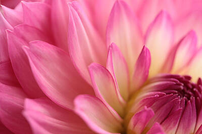 Close Up Dahlia Flower Art