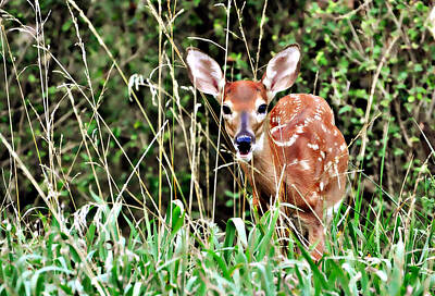 A Whitetail Fawn Hiding In The Tall Grass Art