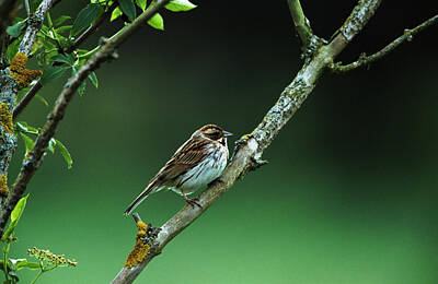 Designs Similar to Female Reed Bunting
