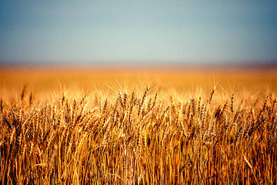 Of Wheat Field Art Prints