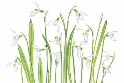 Designs Similar to First Snowdrops by Mandy Disher