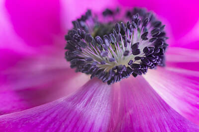  Photograph - Floral Explosion by Kim Aston