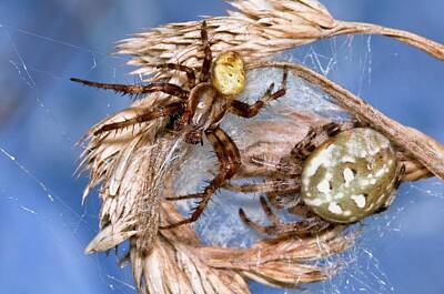 Designs Similar to Four-spot Orb-weaver Spiders