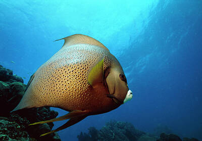 French Angelfish Photos