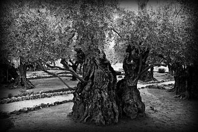 Judas Tree Photos