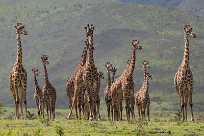 Designs Similar to Giraff Family by Bee Thalin
