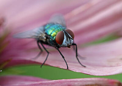 Green Bottle Fly Art