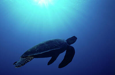 Designs Similar to Green Sea Turtle Chelonia Mydas