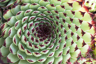 Sempervivum Calcareum Photos