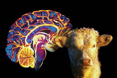 Designs Similar to Human Brain And Beef Cow