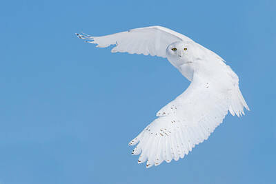 Designs Similar to Hunting Snowy Owl