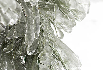 Designs Similar to Ice on pine branches
