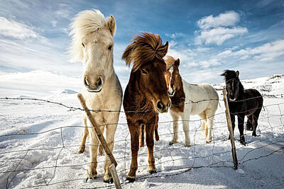 Stunning Photography - 1X Horse Art