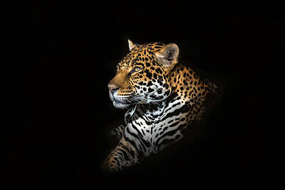 Jaguar Animal Photos