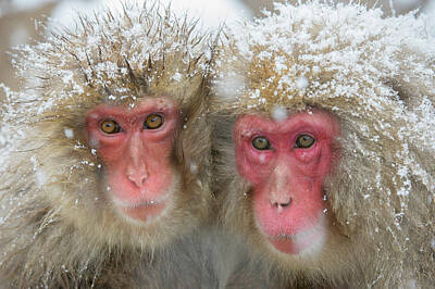 Designs Similar to Japanese Macaques