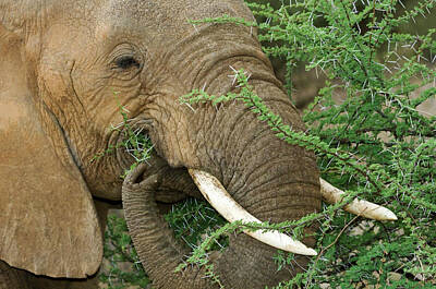 Designs Similar to Kenya, Samburu National Reserve